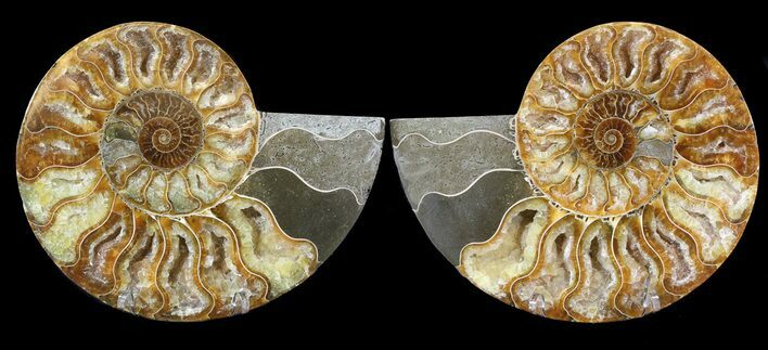 Cut & Polished Ammonite Fossil - Crystal Chambers #39499